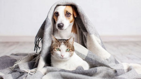 Как правильно согревать животных в холода: советы от ветеринара