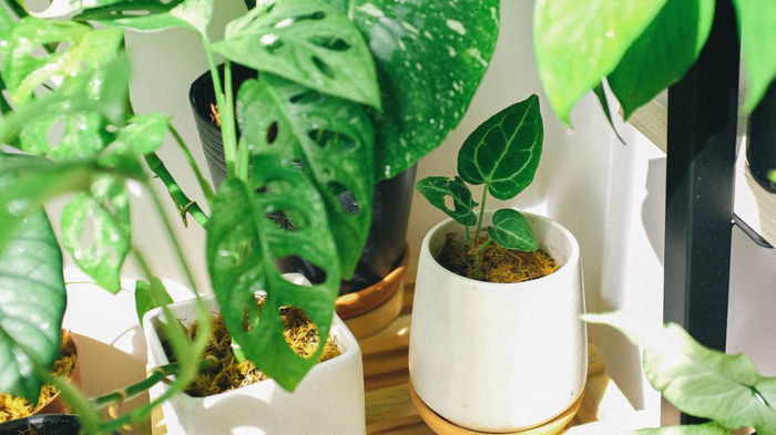 Будут расти как на дрожжах: чем нужно подкармливать комнатные растения