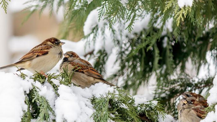 Чем кормить птиц зимой, чтобы не навредить им: что запрещено давать