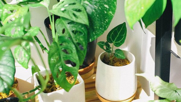 Будут расти как на дрожжах: чем нужно подкармливать комнатные растения