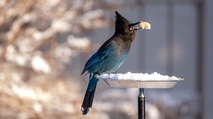 Чем можно кормить птиц на улице и что категорически не стоит давать пернатым