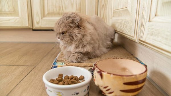Выбор питания для стерилизованных котов