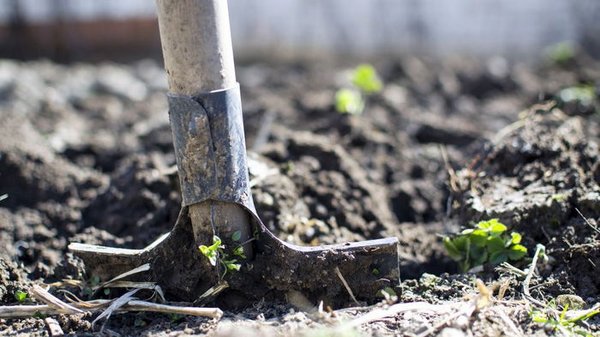 Эти три сорняка на огороде указывают на проблемы с почвой: как их распознать и чем бороться