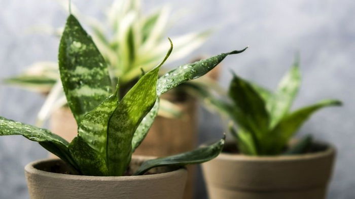 Как ускорить рост комнатных растений и предотвратить корневую гниль: очень простое средство