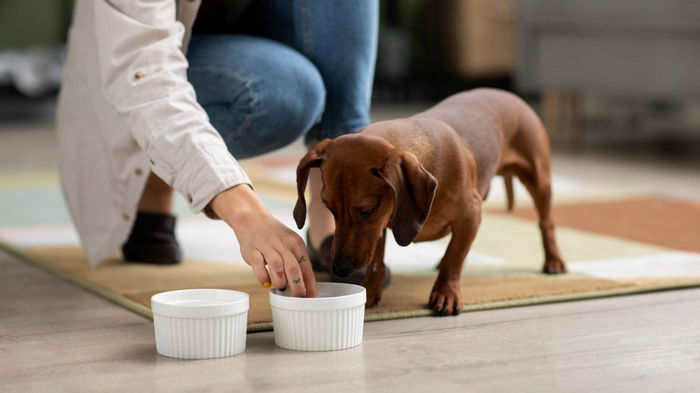 Каша для собак: советы специалистов, какими крупами лучше всего кормить животных