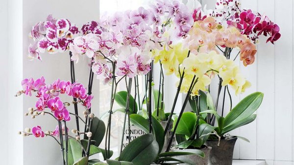 Смешайте с этим ингредиентом воду для полива орхидей: даже больное растение зазеленеет