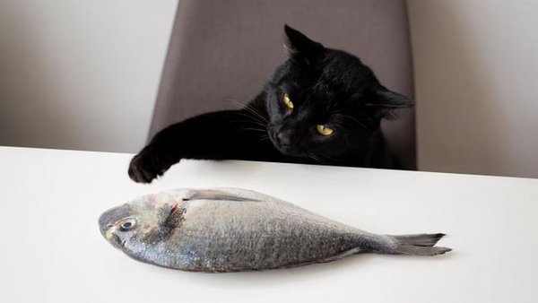 Можно ли кормить котов сырой рыбой: ответ вас удивит