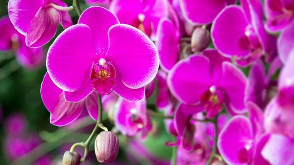 Поставьте орхидею в это место — и она будет постоянно цвести