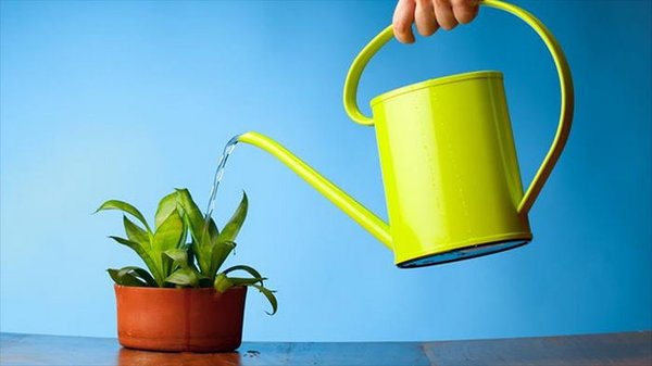 Как правильно поливать комнатные растения: главные нюансы