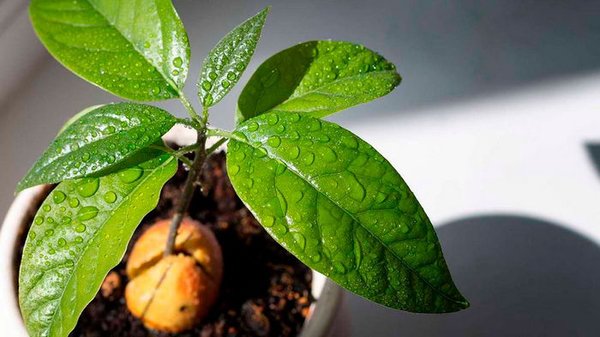 Как самостоятельно вырастить авокадо в любой точке мира