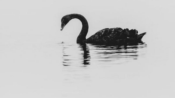 Что такое феномен «Черного лебедя» и как применить его в жизни