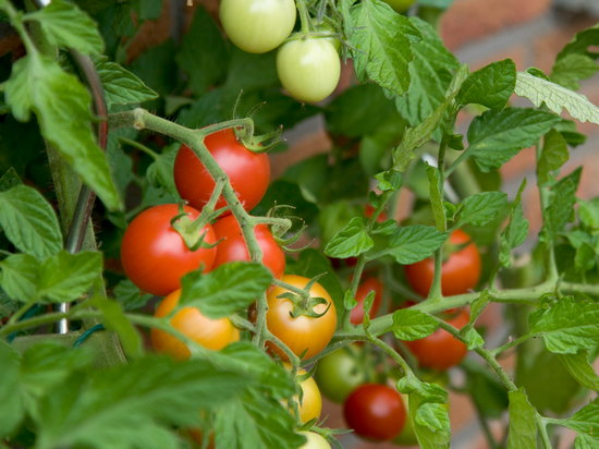 Выращивание озимых помидоров