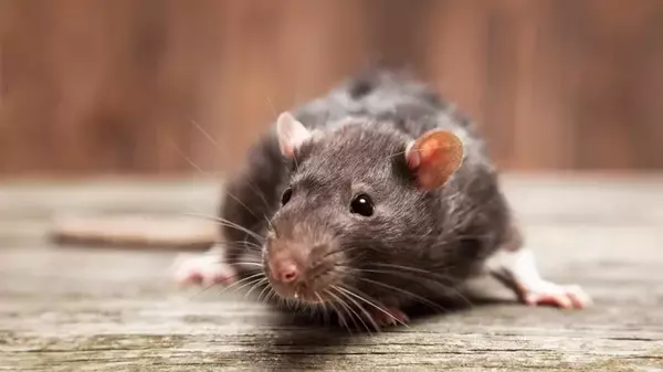 Как быстро избавиться от крыс: самые эффективные методы и средства