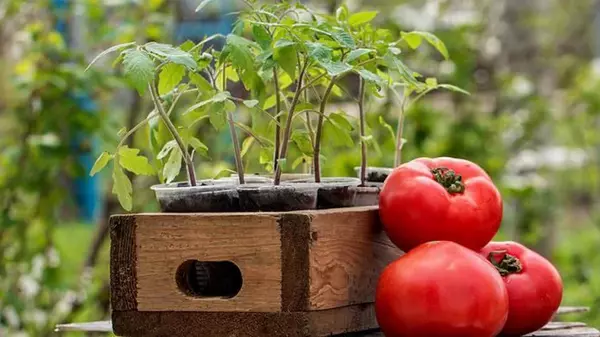 Уже пора: когда сеять помидоры на рассаду в 2024 году