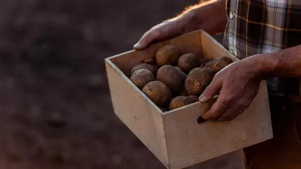 Прорастите и разрежьте: 2 супер-лайфхака для урожайности картошки