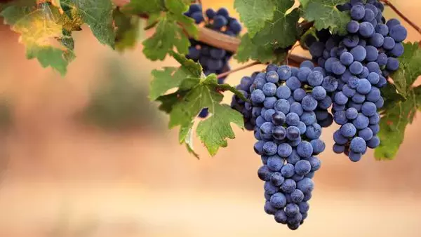 Уход за виноградом весной: как обрезать и опрыскать для большого урожая