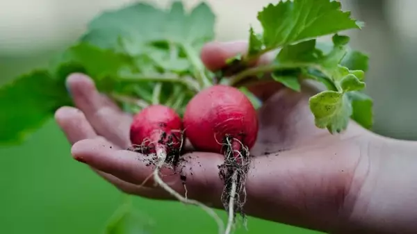 Как вырастить редиску сладкой и крепкой:10 секретов от опытных огородников