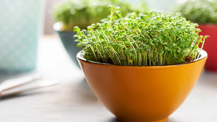 Зачем и как выращивать микрозелень – рассказывает ландшафтный дизайнер