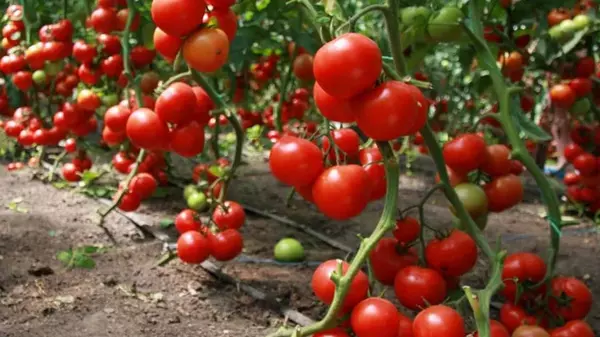 10 растений, которые нельзя сажать рядом с помидорами: останетесь без урожая