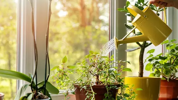 Как ухаживать за растениями: три действенных советы от эксперта
