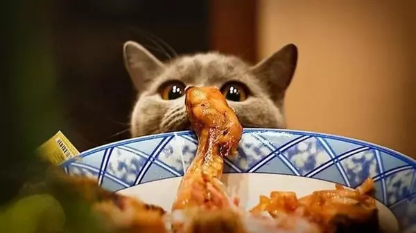 Как правильно кормить кота домашней едой