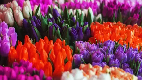Раїфлора — ваш надійний партнер у справі квітів оптом