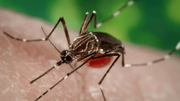 Вычисляют жертву на больших расстояниях: почему мы привлекаем комаров и как с этим бороться