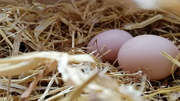 Положите это в гнездо — и куры прекратят клевать свои яйца: безопасный и эффективный способ