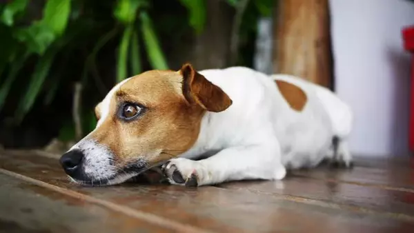 Коварные признаки того, что вашей собаке больно: вся правда от ветерин...