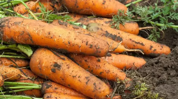 2 ложки этой подкормки – и морковь будет расти быстрее: соберете втрое больший урожай