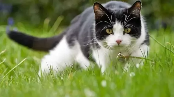 Запредельные рефлексы: почему кошки так молниеносно реагируют на окружающую обстановку