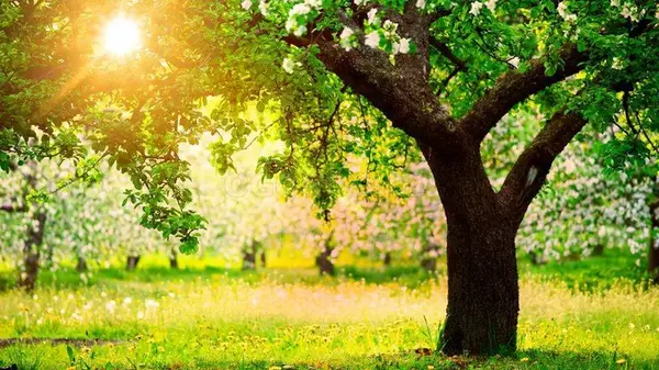 Чем и когда опрыскивать деревья весной: эффективные средства и точные сроки