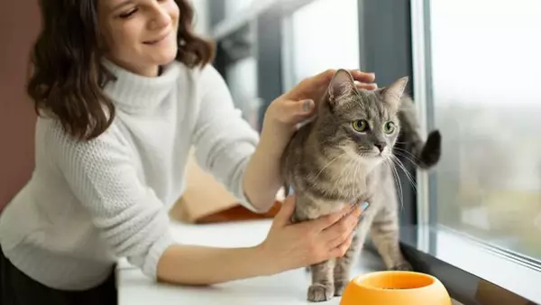 У кошек тоже бывает аллергия на еду: как она проявляется и что можно с...