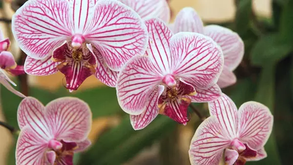 Орхидея сбрасывает бутоны: возможные причины и лечение