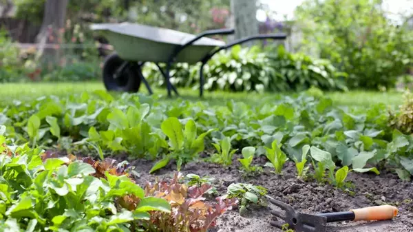 Что сделать на участке в апреле: 7 самых важных дел в огороде и клумбе