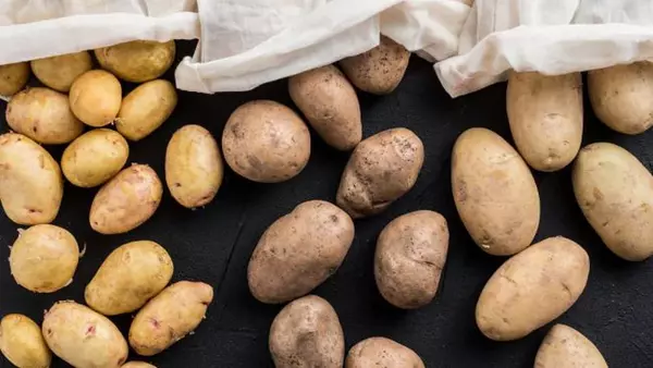 Сколько хранить картошку, чтобы она не проросла