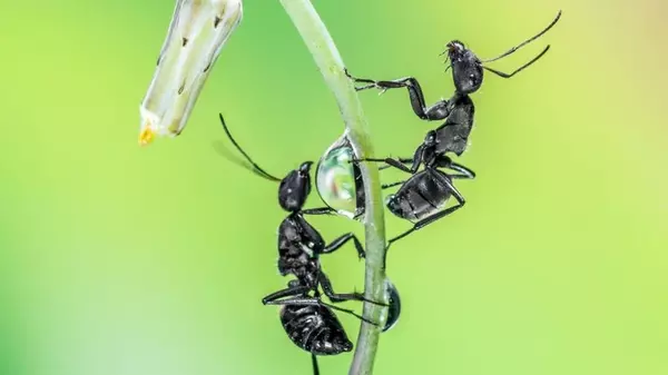 Всего пять капель — и муравьи забудут дорогу в огород на все лето: больше не будут портить грядки