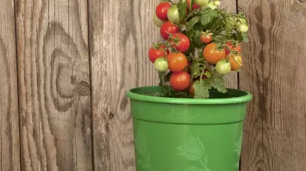 Как выращивать овощи в ведре: практические рекомендации для огорода на...