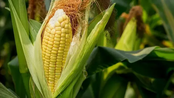 Как и когда сажать кукурузу: технология выращивания шаг за шагом