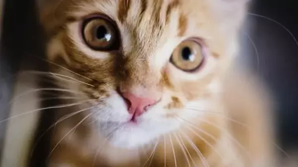 Мокрый или сухой, холодный или горячий нос у кота: какой он должен быть и когда волноваться