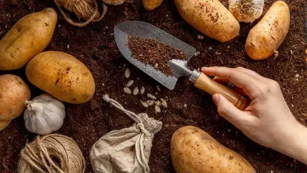 Где лучше не сажать картошку, чтобы не остаться без урожая: топ самых ...