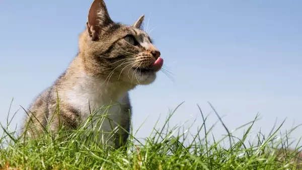 Почему коты едят траву: причины пищевого поведения