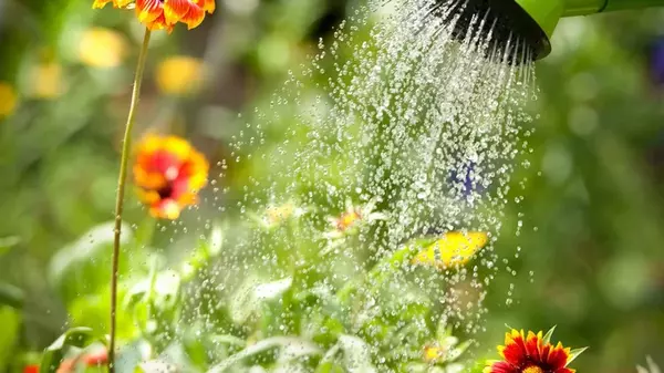 Почему растения нельзя поливать в жару: рекомендации специалистов по у...