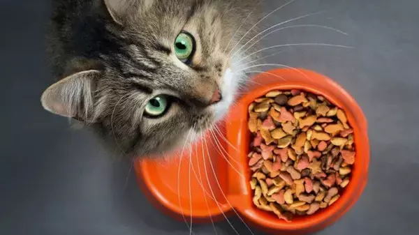 Почему кошкам нельзя давать рыбу и молоко: вы будете удивлены