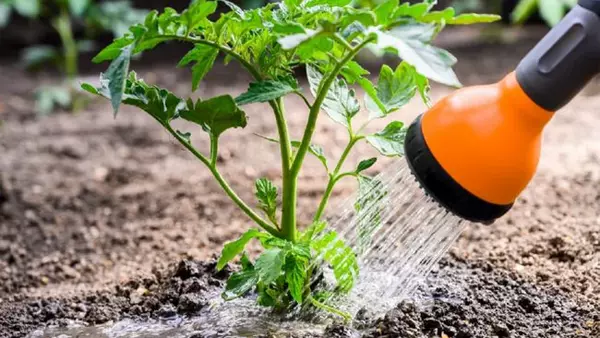 Как правильно поливать помидоры на огороде, чтобы они дали мощный урож...