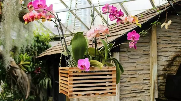 Протрите листья орхидеи лимонным соком с водой — ахнете от удивления: ...