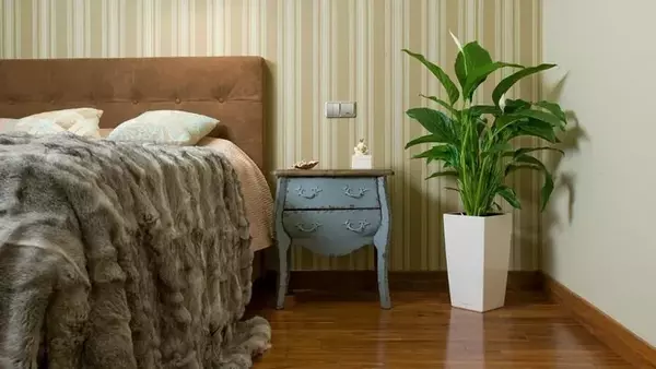 Поставьте их в спальне: три комнатных растения, которые укрепят ваше з...