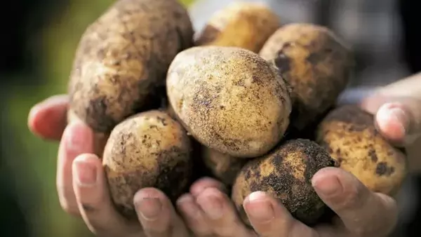 Чем подкормить картошку для большого урожая: 4 вида удобрений до цвете...