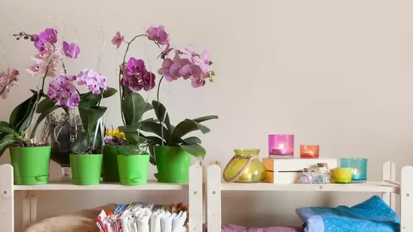 Орхидея будет пышной и здоровой: 5 советов по уходу для новичков