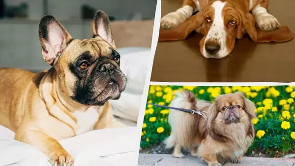 Названы топ-5 самых ленивых пород собак в мире